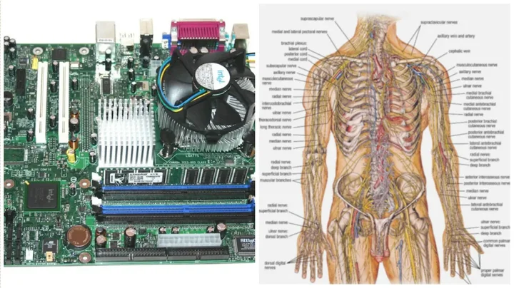 Software diibaratkan otak dan hardware sebagai tubuh.